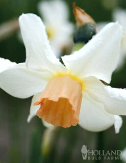 Menu Bells And Blue Duo Collection -Holland Bulb Farms 82143 bell song daffodil 4