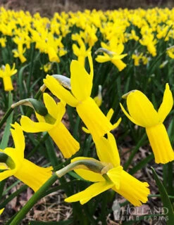 Menu Early Spring Blooms Collection -Holland Bulb Farms 82146 rapture daffodils