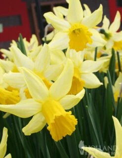 Menu Early Spring Blooms Collection -Holland Bulb Farms 82146 rapture miniature daffodil 2