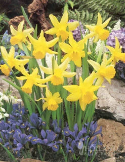 Menu Early Spring Blooms Collection -Holland Bulb Farms 82146 rapture miniature daffodil