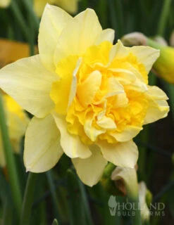 Menu Double Daffodil Collection 28 Menu Double Daffodil Collection -Holland Bulb Farms 82149 dick wilden daffodil