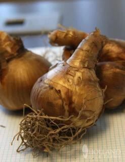 Menu Double Daffodil Collection 30 Menu Double Daffodil Collection -Holland Bulb Farms 82149 dick wilden daffodil 3