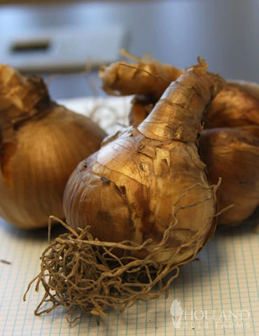 Menu Double Daffodil Collection 15 Menu Double Daffodil Collection - Image 13