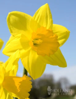 Menu Under The Tree And Blooming Collection 21 Menu Under The Tree And Blooming Collection -Holland Bulb Farms 82158 fortune daffodil