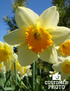 Menu Under The Tree And Blooming Collection 22 Menu Under The Tree And Blooming Collection -Holland Bulb Farms 82158 fortune daffodil 3