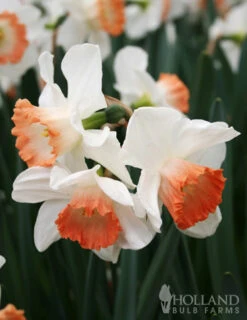 Menu Deer Resistant Spring Blooming Garden -Holland Bulb Farms 82159 pink charm daffodil 2