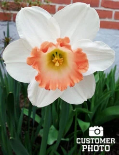 Menu Deer Resistant Spring Blooming Garden -Holland Bulb Farms 82159 pink charm daffodil 3