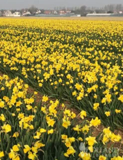 Menu 100 Tulips & Daffodils Collection -Holland Bulb Farms 82164 daffodil fields