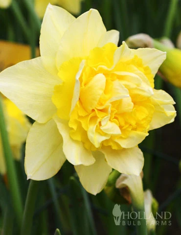 Menu Double Daffodil Collection 5 Menu Double Daffodil Collection - Image 3