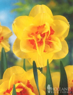 Menu Double Daffodil Collection 21 Menu Double Daffodil Collection -Holland Bulb Farms 82166 double daffodil collection 4