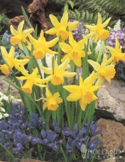 Menu Dwarf Rock Garden Daffodil Collection -Holland Bulb Farms 82168 dwarf rock garden daffodil collection 5