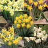 Menu Dwarf Rock Garden Daffodil Collection 1 Menu Dwarf Rock Garden Daffodil Collection -Holland Bulb Farms 82168 dwarf rock garden daffodil collection 6