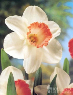 Menu Pink Daffodil Collection -Holland Bulb Farms 82169 pink daffodil collection 2