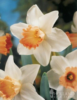 Menu Pink Daffodil Collection -Holland Bulb Farms 82169 pink daffodil collection 3