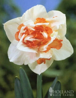 Menu Pink Daffodil Collection -Holland Bulb Farms 82169 pink daffodil collection 4