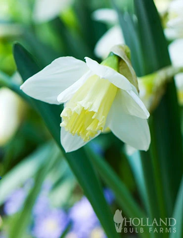 Menu Beginner Daffodil Collection 10 Menu Beginner Daffodil Collection - Image 8