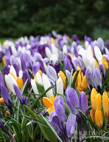 Menu Simple Spring Flowers Garden Collection 5 Menu Simple Spring Flowers Garden Collection - Image 3