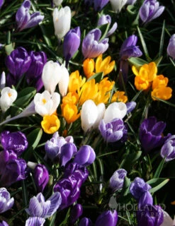 Menu Early Spring Flowers Garden Kit -Holland Bulb Farms 83101 large mixed crocus 4