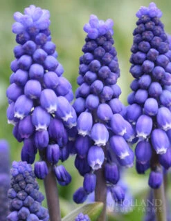 Menu Mid Spring Blooms Collection 18 Menu Mid Spring Blooms Collection -Holland Bulb Farms 83102 blue grape hyacinth 5