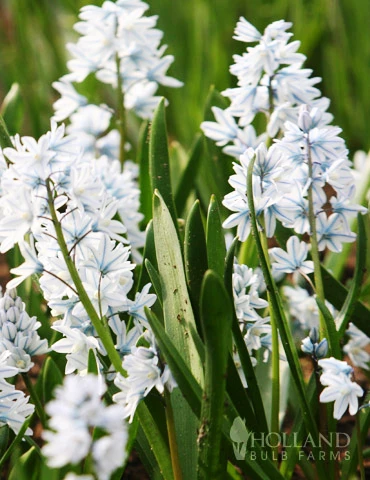 Menu Blue Blooms In Spring Collection 12 Menu Blue Blooms In Spring Collection - Image 10