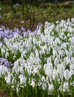 Menu Blue Blooms In Spring Collection 28 Menu Blue Blooms In Spring Collection -Holland Bulb Farms 83103 striped squill 2 1