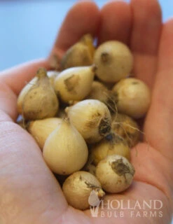 Menu Blue Blooms In Spring Collection 29 Menu Blue Blooms In Spring Collection -Holland Bulb Farms 83103 striped squill 3 1