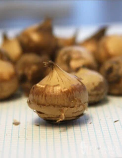 Menu Early Spring Blooms Collection -Holland Bulb Farms 83107 mixed botanical crocus 2