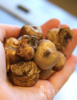 Menu Purple Blend Of Crocus Collection -Holland Bulb Farms 83108 prince claus crocus 2 1