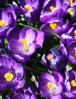 Menu Purple Blend Of Crocus Collection -Holland Bulb Farms 83110 ruby giant specie crocus 4 2