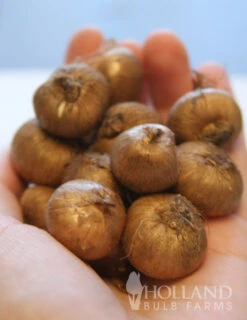 Menu Classic Crocus Collection -Holland Bulb Farms 83110 ruby giant specie crocus 6 1