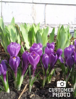 Menu Classic Crocus Collection -Holland Bulb Farms 83110 ruby giant specie crocus 7 1