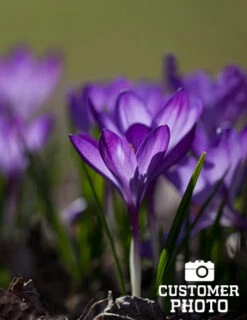Menu Classic Crocus Collection -Holland Bulb Farms 83110 ruby giant specie crocus 8 1