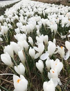 Menu Classic Crocus Collection -Holland Bulb Farms 83113 jeanne d arc crocus 2 2