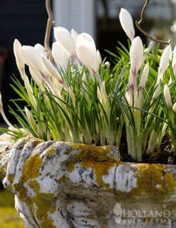 Menu Charming Crocus Collection -Holland Bulb Farms 83113 jeanne d arc crocus 2 Copy