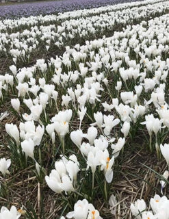 Menu Sweetheart Duo Collection -Holland Bulb Farms 83113 jeanne d arc crocus 3 1