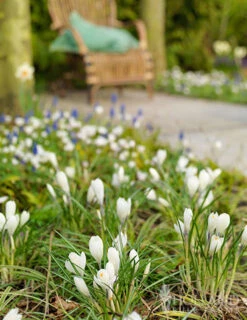 Menu Classic Crocus Collection -Holland Bulb Farms 83113 jeanne d arc crocus Copy 2