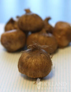 Menu Sweetheart Duo Collection -Holland Bulb Farms 83113 jeanne d arc giant crocus 1