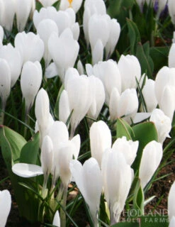 Menu Charming Crocus Collection -Holland Bulb Farms 83113 jeanne d arc giant crocus 3