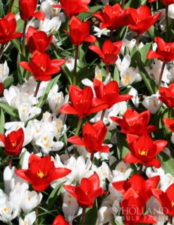 Menu Sweetheart Duo Collection -Holland Bulb Farms 83113 jeanne d arc giant crocus 4