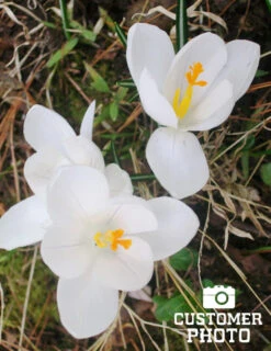 Menu Sweetheart Duo Collection -Holland Bulb Farms 83113 jeanne d arc giant crocus 5