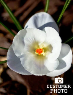 Menu Sweetheart Duo Collection -Holland Bulb Farms 83113 jeanne d arc giant crocus 6