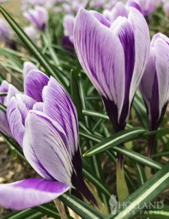 Menu Purple Blend Of Crocus Collection -Holland Bulb Farms 83115 king of striped crocus