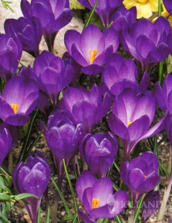 Menu Purple Blend Of Crocus Collection -Holland Bulb Farms 83118 purple blend of crocus collection 3