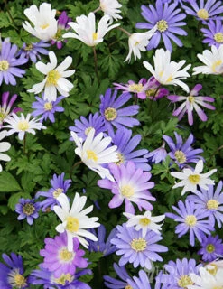 Menu Celebrate Spring Blend -Holland Bulb Farms 83120 anemone blanda