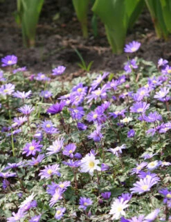 Menu Late Spring Blooms Collection -Holland Bulb Farms 83120 grecian windflower 2 1