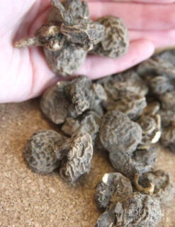 Menu Celebrate Spring Blend -Holland Bulb Farms 83120 grecian windflower 3