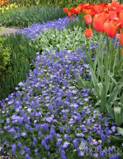 Menu Late Spring Blooms Collection -Holland Bulb Farms 83120 grecian windflower 4 1