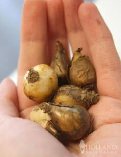 Menu Early Spring Blooms Collection -Holland Bulb Farms 83122 snowdrops 2