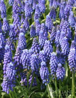 Menu Must Have Muscari Collection -Holland Bulb Farms 83123 blue grape hyacinth 2 2