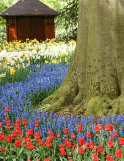 Menu Must Have Muscari Collection -Holland Bulb Farms 83123 blue grape hyacinth 3 2